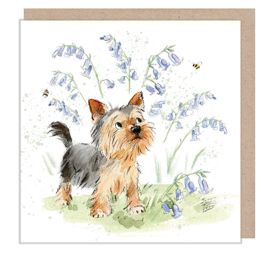 Blank Card - Yorkie with bluebells - ABE112