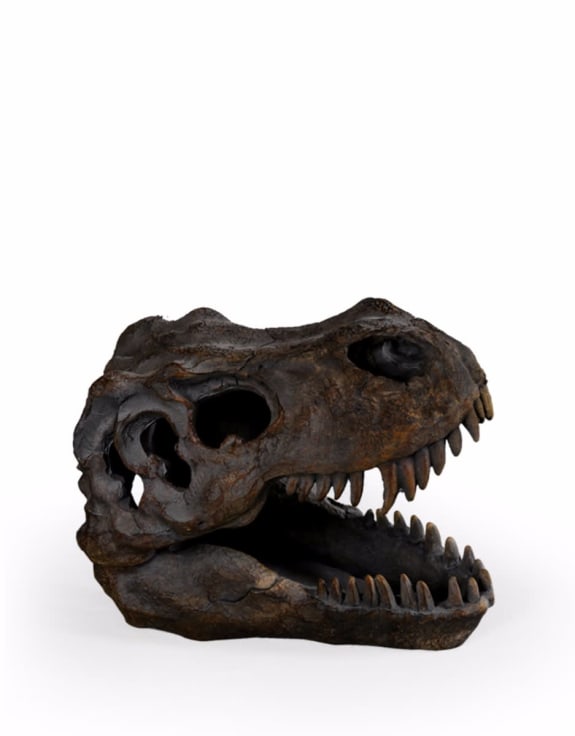 T-Rex Skull Table Décor